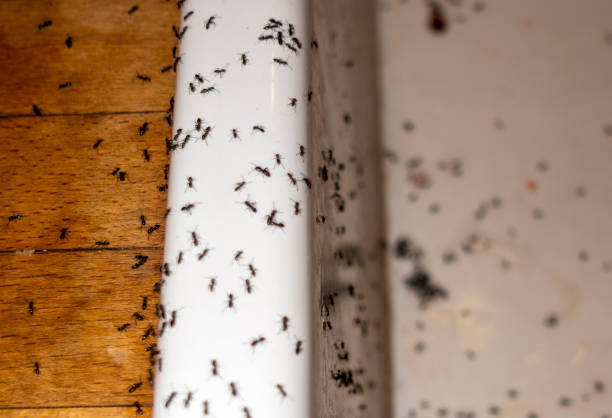 Best Exterminator Services  in Altamont, IL